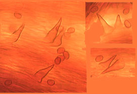 Inonotus cuticularis